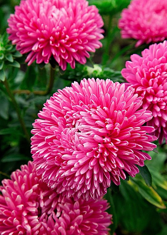 Астра Балун розовая 0,1 гр