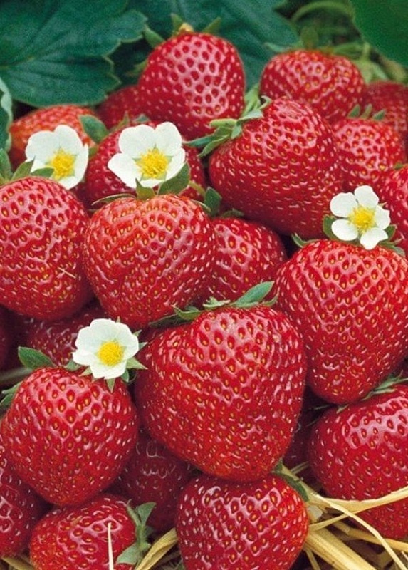 Земляника Само совершенство - ремонтантная (УД) 10 шт