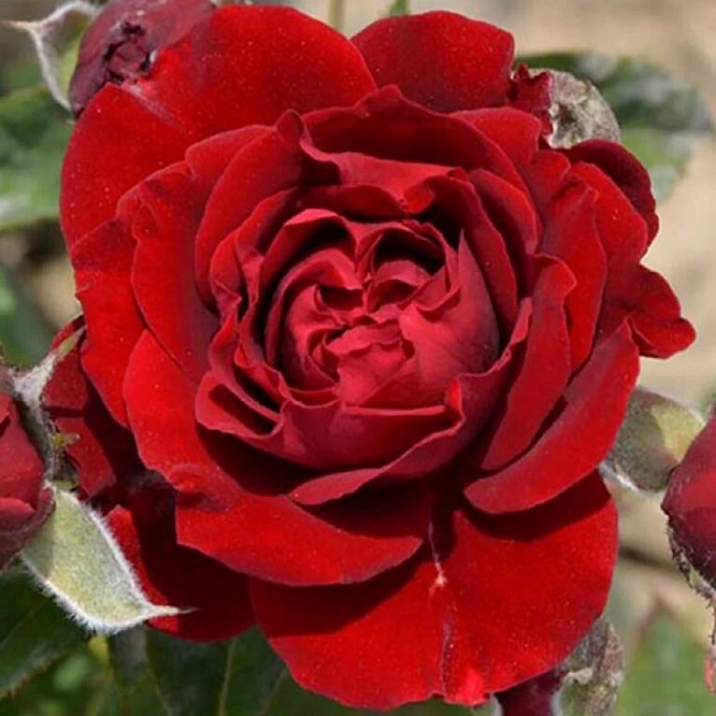 Роза спрей Таманго