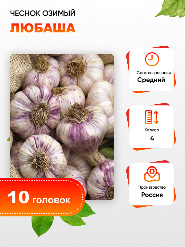 Чеснок Любаша 1 уп. (10 головок) калибр 4