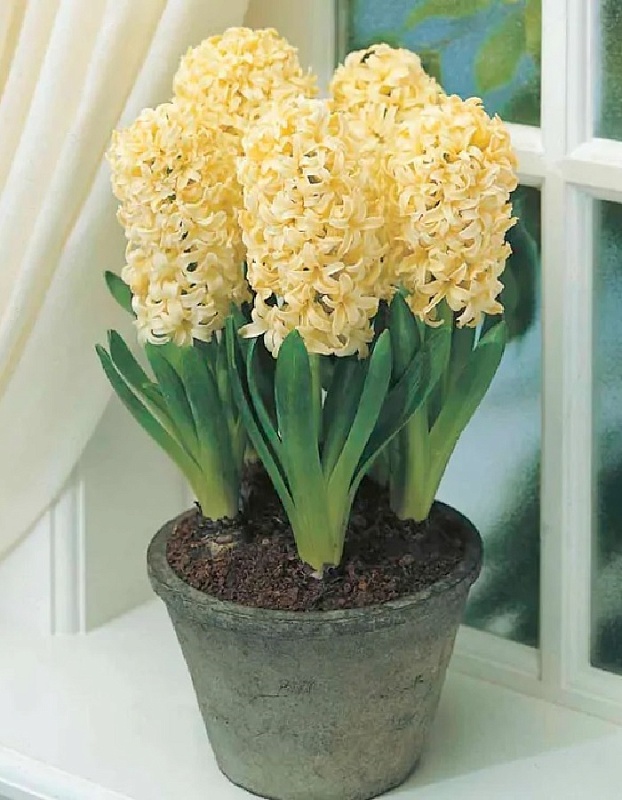 Гиацинт Сити оф Харлем  1 уп. (2 шт.) 