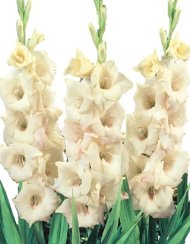 Гладиолус Крим Перфекшн