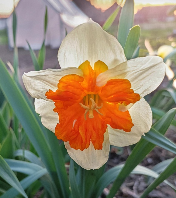 Нарцисс Шрайк 1 уп.(2 шт.)