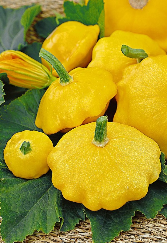 Патиссон НЛО оранжевый 2 гр цв.п