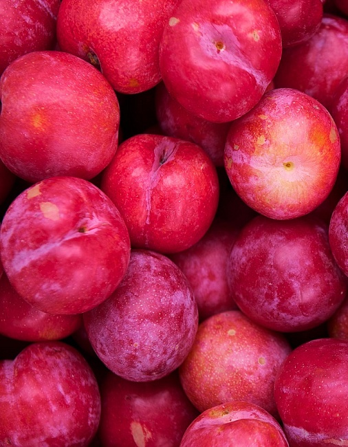 Слива Мозайка 