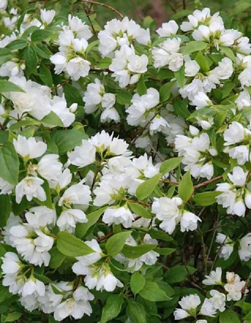 Чубушник Манто Д'Эрмин 1 шт Р9