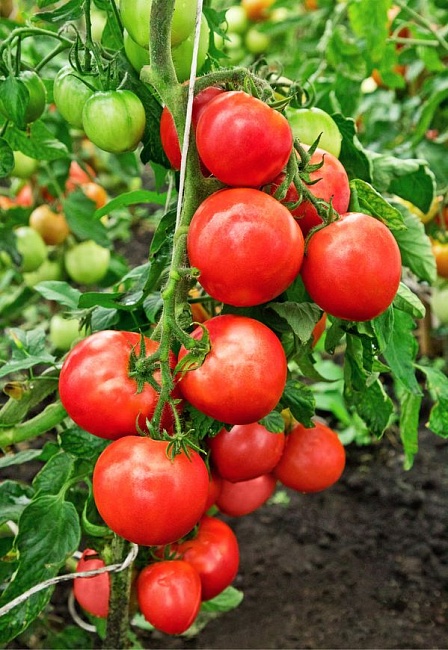 Томат Родничок F1 0,05 гр цв.п (Сибирская серия)