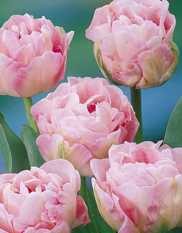 Тюльпан Анжелика 1 уп.(3шт.) 