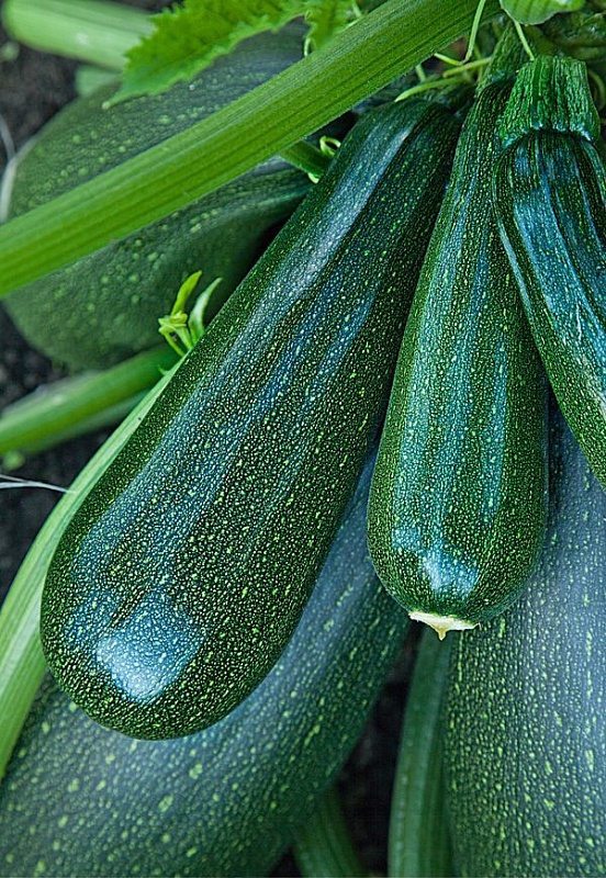 Кабачок Цукини Цукеша  1 гр  б.п