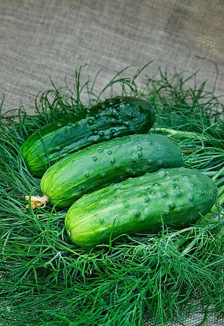 Огурец Застольный F1 (Селекция "ВХ") 0,25 гр цв.п. КЭШБЭК 25%