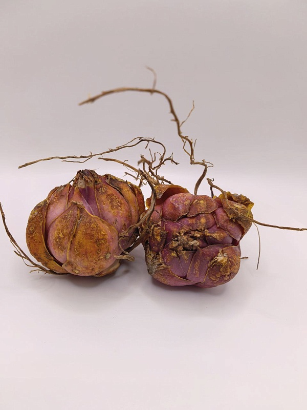 Лилия Фокстрот 