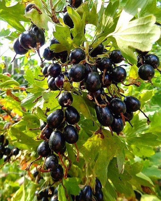 Смородина золотистая Ида 