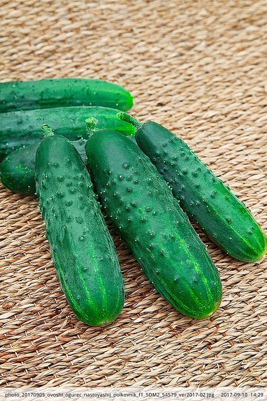 Огурец Настоящий полковник F1 0,25 гр цв.п.