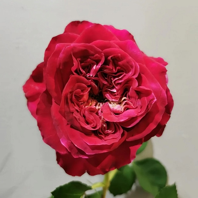 Роза чайно-гибридная Шеффилд Парк