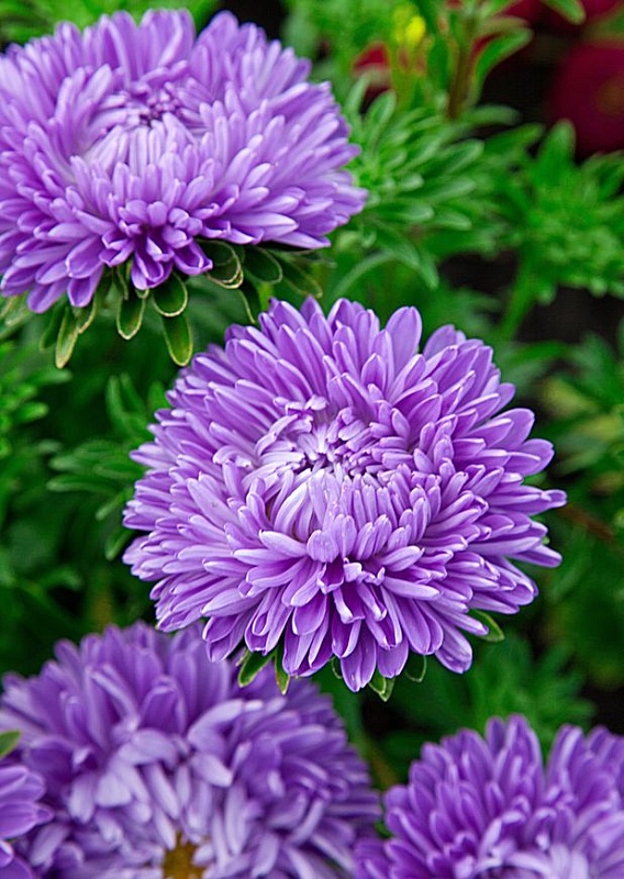 Астра Леди Корал светло-голубая 0,1 гр