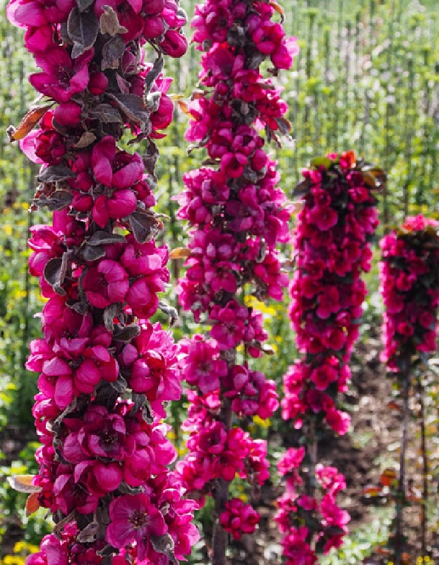 Яблоня декоративная Малиновое ожерелье 1 шт С2