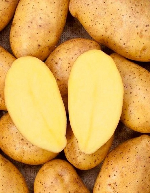 Картофель Садон, суперэлита