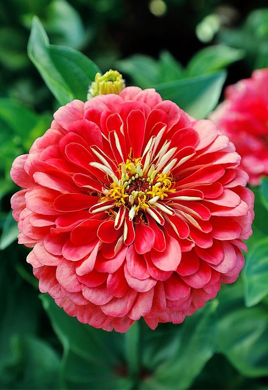 Цинния георгиноцветковая Катрин лососевая 0,5 гр