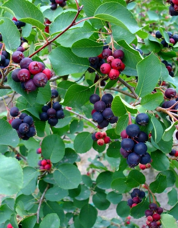 Ирга канадская Красноярская  