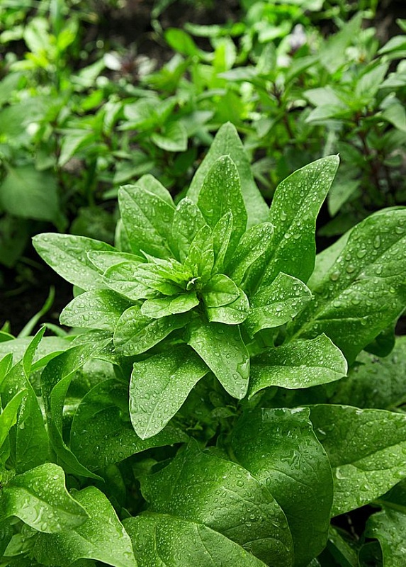 Шпинат Жирнолистный 1 гр цв.п