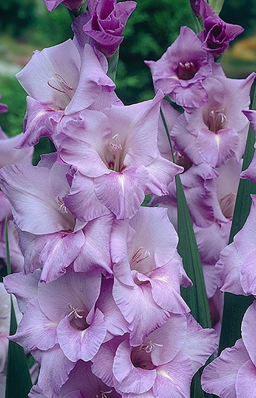 Гладиолус Блю Тропик 1 уп. (3 шт.)