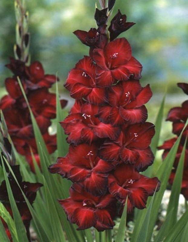 Гладиолус Блэк Стар