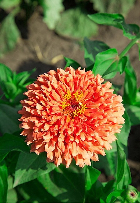 Цинния Синьорита Розовая 0,2 гр  