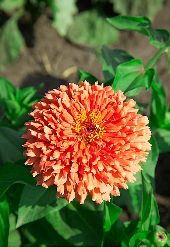 Цинния Синьорита Розовая 0,2 гр  