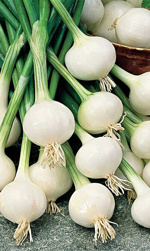 Лук репчатый Жемчужный - для маринования (УД) 0,25 г цв.п.