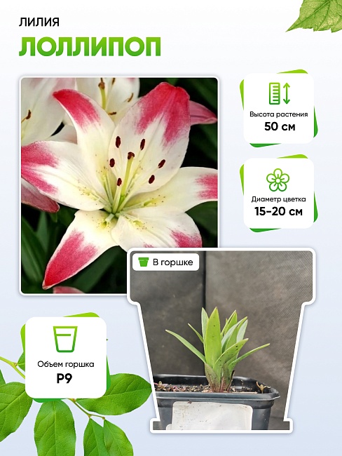 Лилия Лоллипоп 1 шт Р9