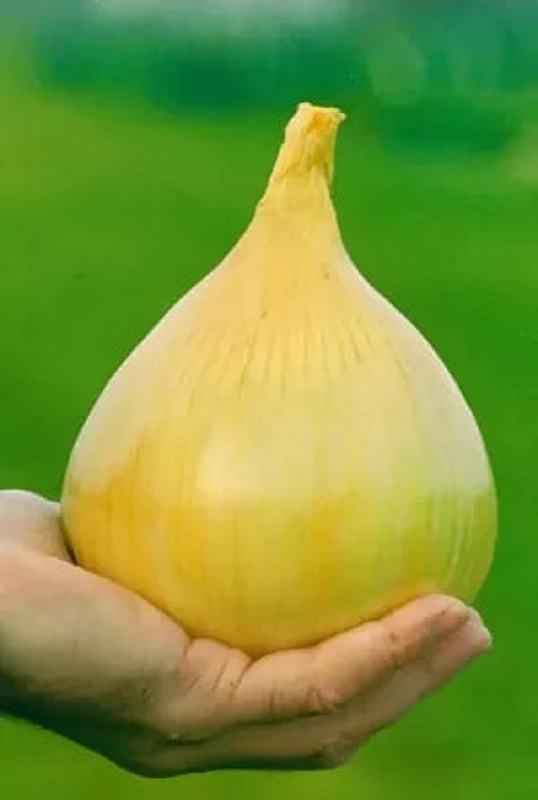 Лук репчатый Эксибишен (УД) 0,2 гр цв п