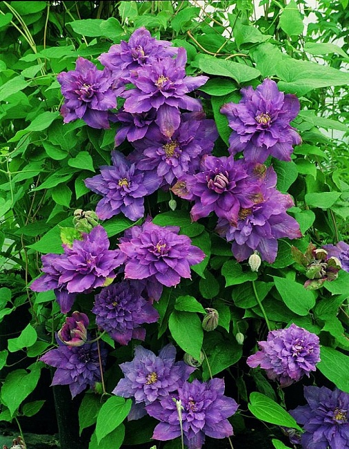 Клематис Вивьен Пеннелл 1 шт Р9