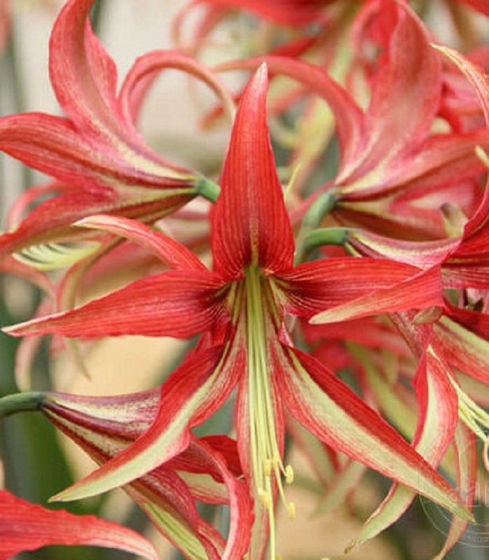 Амариллис Ла Паз