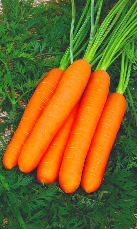 Морковь Рахат Лукум (УД) 1 гр цв.п.