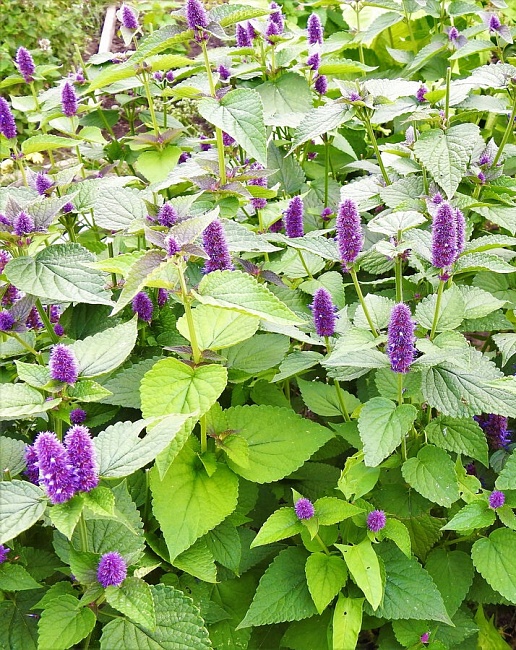 Мята Утренняя Свежесть ASF 1 шт Р9