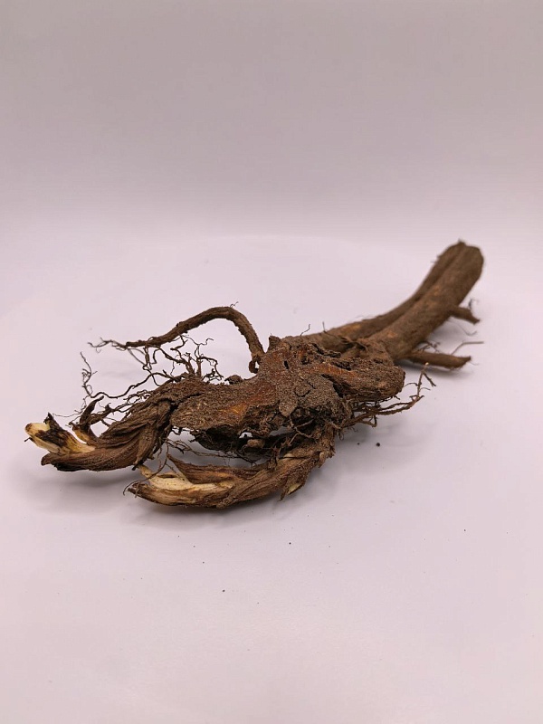 Дицентра Формоза