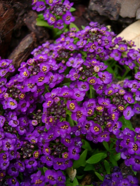 Алиссум Виолет квин 0,25 гр цв.п