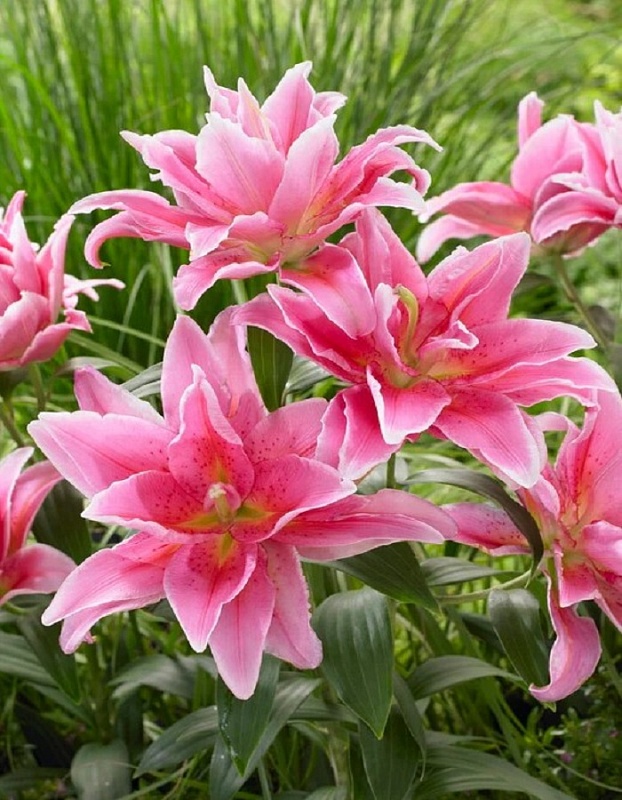 Лилия Фокстрот 