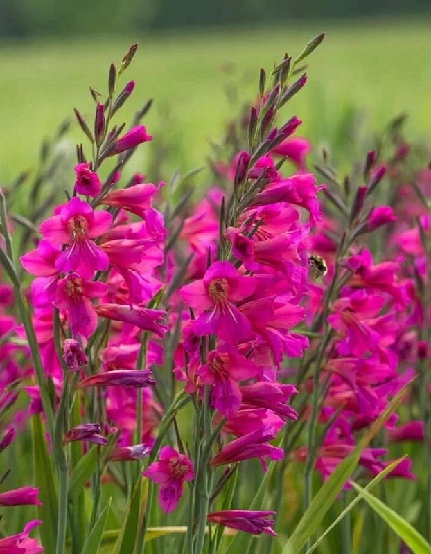 Гладиолус Византийский (Byzantinus)