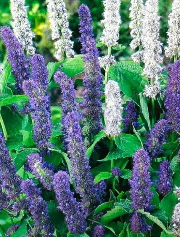 Мята мексиканская Морская симфония ASF 1 шт Р9