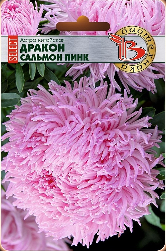 Астра Дракон селект Сальмон Пинк 30 шт