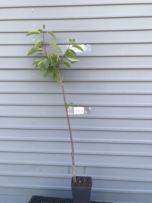 Черешня Ипуть 1шт