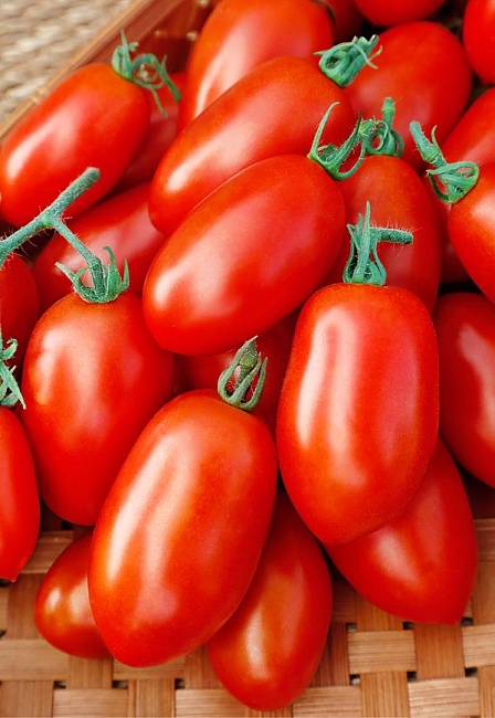 Томат Челнок 0,1 гр цв.п