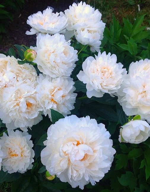 Пион травянистый Сноу Суприм