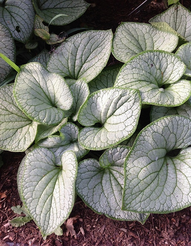 Бруннера Сильвер Спеар