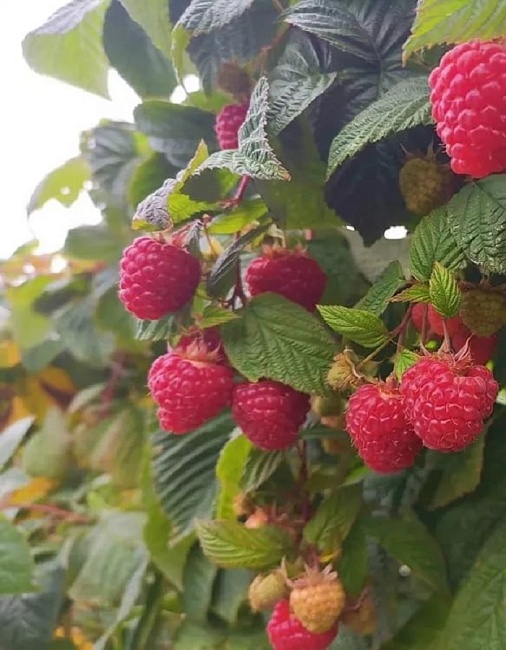 Малина ремонтантная Пингвин