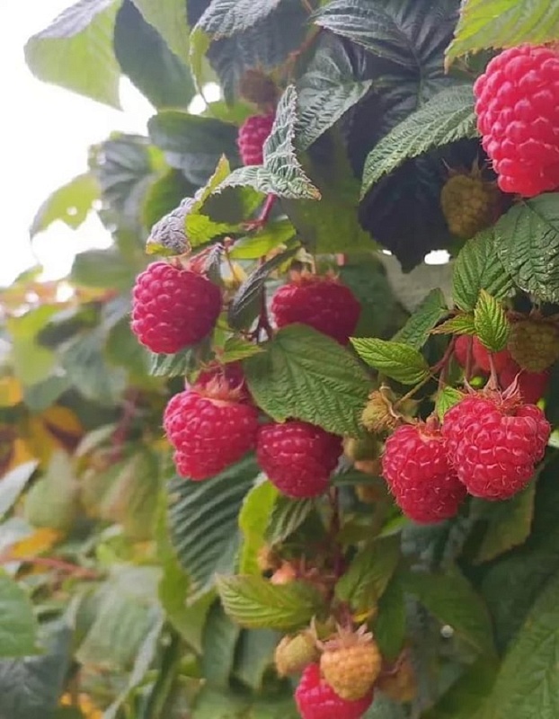 Малина ремонтантная Пингвин