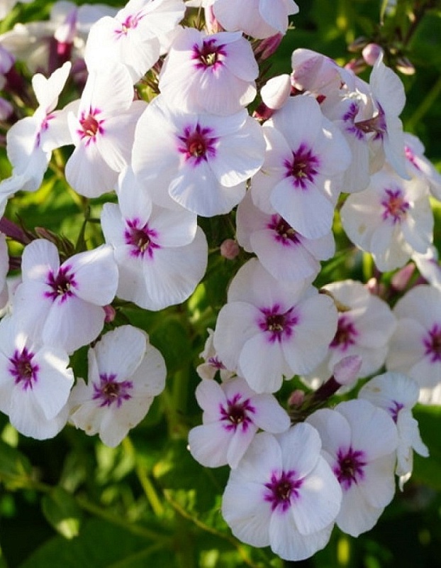 Флокс Майкс Фаворит