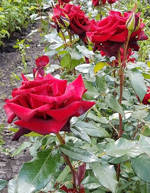 Роза чайно-гибридная Черная Магия