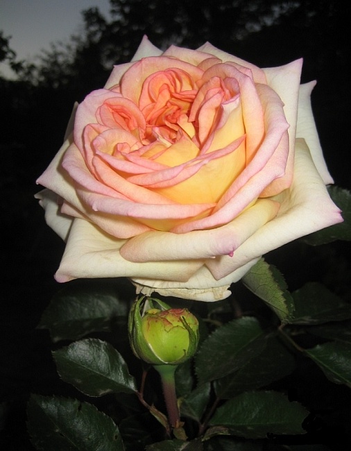 Роза чайно-гибридная Голден Тауэр